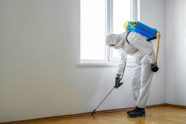 Best Wasp Removal Services  in Summit, AZ