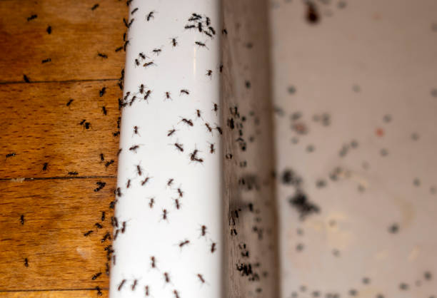 Best Flea Control Services  in Summit, AZ