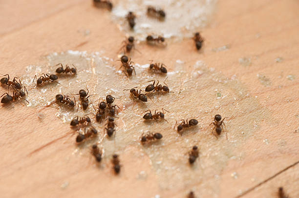 Best Cockroach Control Services  in Summit, AZ