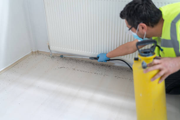 Best Local Pest Control Services  in Summit, AZ
