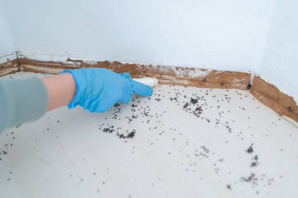 Best Pest Removal Services  in Summit, AZ